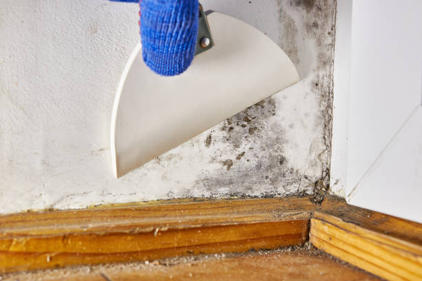 Best Comprehensive Air Testing for Mold Contaminants  in Avra Valley, AZ