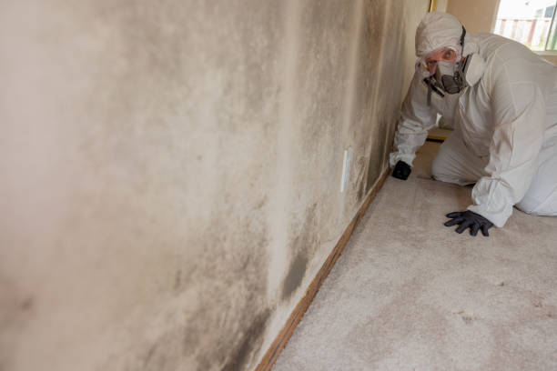 Best Commercial Mold Inspection  in Avra Valley, AZ
